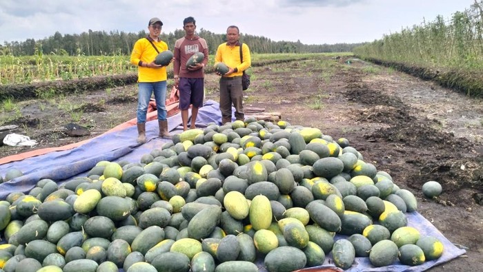 1761327165361-bap-memberi-dukungan-berupa-demplot-pertanian-cabai-dan-semangka-di-dusun-bagan-rame-dan-desa-sungai-batang-kecamatan-air-sugi-1761302057571_169