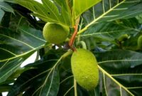 1761716279771-buah-sukun-dan-daun-sukun-1760666580968_169