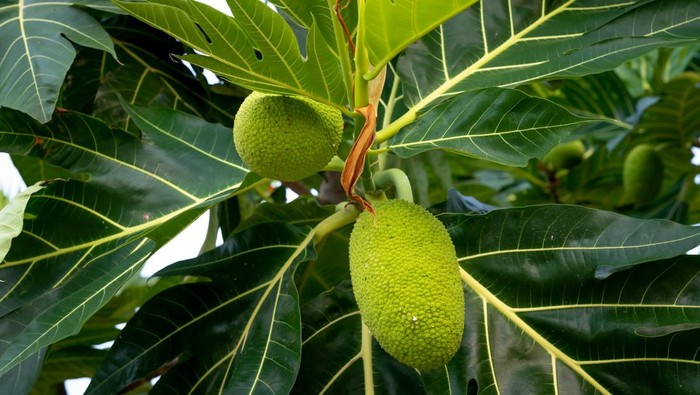 1761716279771-buah-sukun-dan-daun-sukun-1760666580968_169