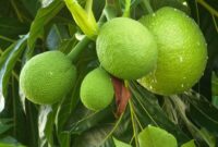 1761759278571-sukun-1761119869998_169