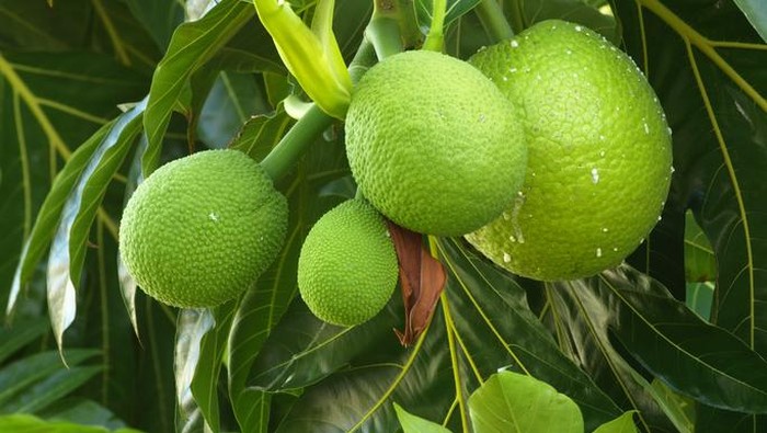 1761759278571-sukun-1761119869998_169