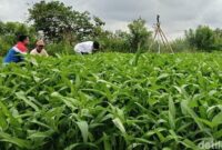 1761802626273-pegawai-pertamina-patra-niaga-sedang-berbicara-dengan-salah-satu-petani-sayur-desa-pulau-semambu-1761783452505_169