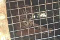 1761802734000-harimau-sumatera-terperangkap-dalam-kandang-jebak-di-lampung-barat-1761656750692_169