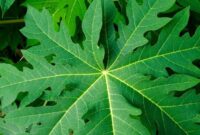 1761845712142-manfaat-daun-pepaya-untuk-kesehatan-3_169