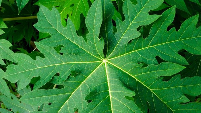 1761845712142-manfaat-daun-pepaya-untuk-kesehatan-3_169