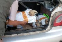 1761845803478-burung-elang-yang-hendak-diselundupkan-di-pelabuhan-bakauheni-lampung-1761814454315_169