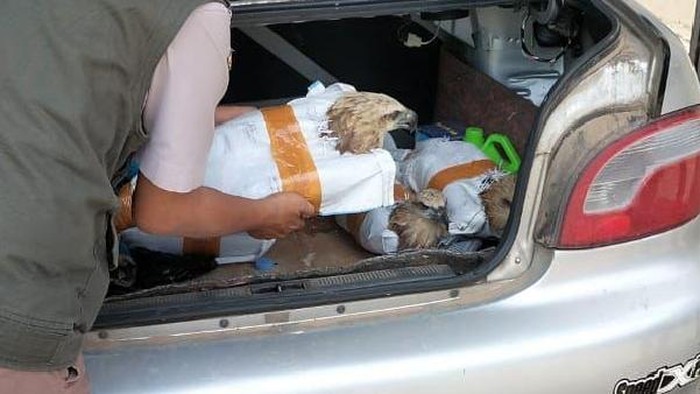 1761845803478-burung-elang-yang-hendak-diselundupkan-di-pelabuhan-bakauheni-lampung-1761814454315_169