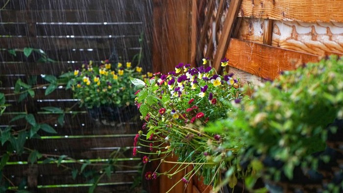 1761866366172-ilustrasi-tanaman-terkena-hujan_169