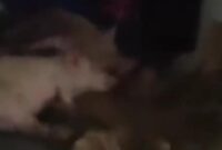 1761889082301-penampakan-mobil-berstiker-sppg-angkut-babi-di-nisel-foto-tangkapan-video-media-sosial-1761822477372_169