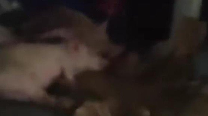 1761889082301-penampakan-mobil-berstiker-sppg-angkut-babi-di-nisel-foto-tangkapan-video-media-sosial-1761822477372_169