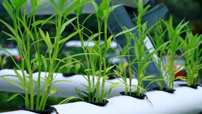 1762364019361-tanaman-kangkung-hidroponik_169