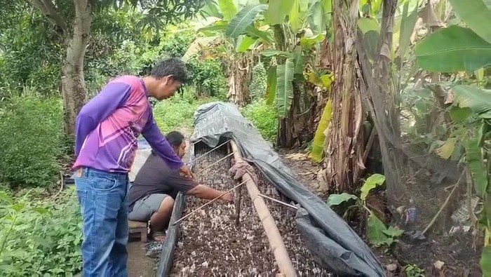 1762666262504-usaha-jamur-janggel-milik-pemuda-di-musi-rawas-1762607763658_169