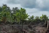 1763184454012-area-restorasi-mangrove-di-desa-sungsang-iv-banyuasin-yang-dilakukan-skk-migas-sumbagsel-dan-kkks-1763178893806_169