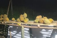 1763357886170-durian-empat-lawang-dijual-di-pinggir-jalan-oleh-petani-1763259559725_169
