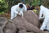 1763379661646-bangkai-gajah-sumatera-dilakukan-proses-nekropsi-1763359482902_169