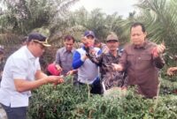 1763658333901-panen-raya-cabai-1763629631623_169