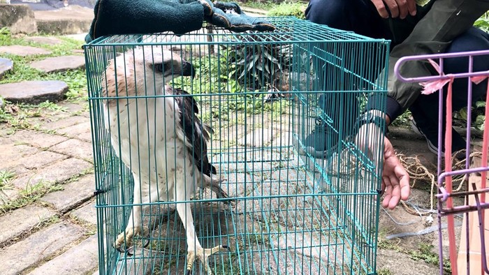 1764392786994-elang-berontok-saat-hendak-diserahkan-ke-twa-punti-kayu-palembang-1764329756786_169