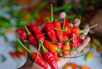 1764435926417-ilustrasi-cabai-rawit-merah_169