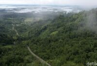 1764997562651-foto-hijaunya-hutan-kalimantan-yang-jadi-paru-paru-dunia_169