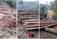 1765019140149-tangkap-layar-video-aktivitas-pembalakan-hutan-di-lampung-1765006274582_169