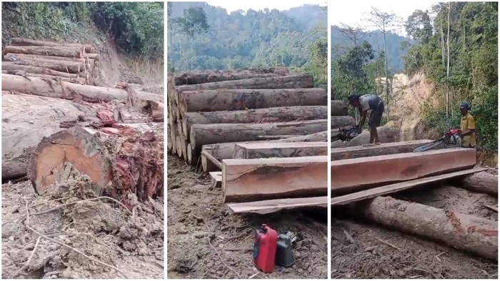 1765019140149-tangkap-layar-video-aktivitas-pembalakan-hutan-di-lampung-1765006274582_169