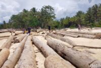 1765083925740-penampakan-kayu-gelondongan-di-pantai-lampung-1765019497635_169