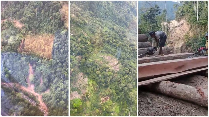 1765127130524-penampakan-hutan-di-pesisir-barat-yang-menjadi-lokasi-pembalakan-liar-1765098725599_169