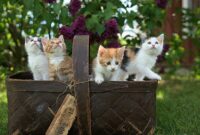 1765256751187-anak-kucing_169