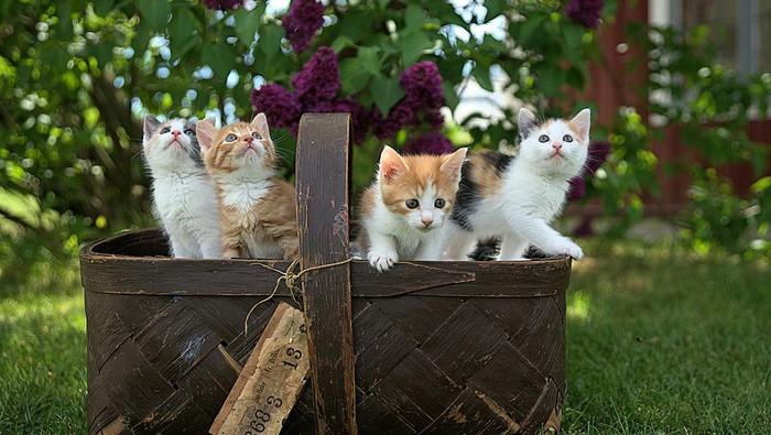 1765256751187-anak-kucing_169