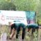 1765278354594-penanaman-mangrove-di-lampung-selatan-1765255287099_169