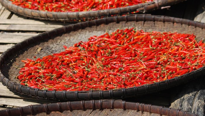 1765731931223-ilustrasi-cabai-merah_169