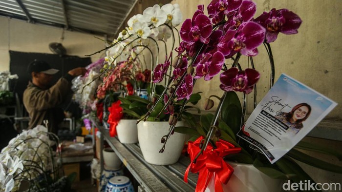 1766725544212-berkah-hari-ibu-penjual-anggrek-darmawangsa-kebanjiran-pembeli-1766393711487_169