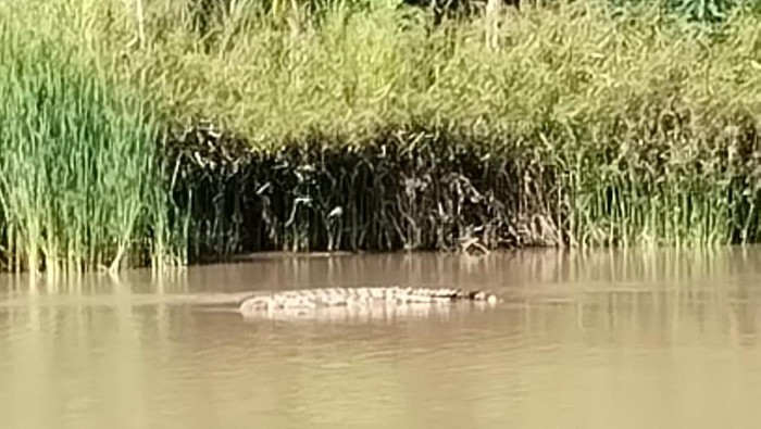 1767027937532-kemunculan-seekor-buaya-di-sungai-mandar-beberapa-waktu-lalu-terekam-kamera-warga-1766990519169_169