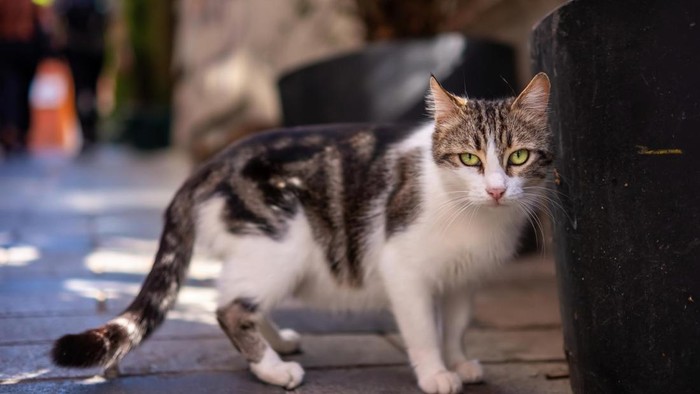 1767157612945-kucing-liar-1761188327454_169