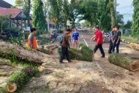1767265697151-pohon-tumbang-di-muba-akibat-hujan-deras-dan-angin-kencang-1767244804096_169
