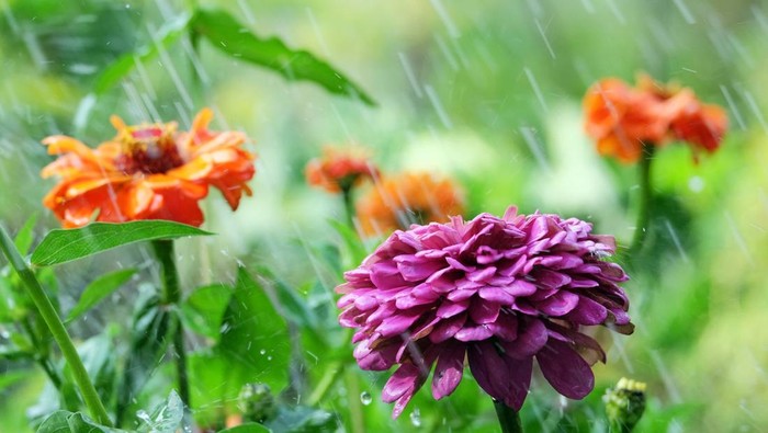 1767567912310-ilustrasi-tanaman-bunga-saat-hujan-1756187551342_169