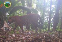 1767870339667-harimau-sumatera-terekam-kamera-jebak-di-tn-bukit-tigapuluh-1767859967056_169