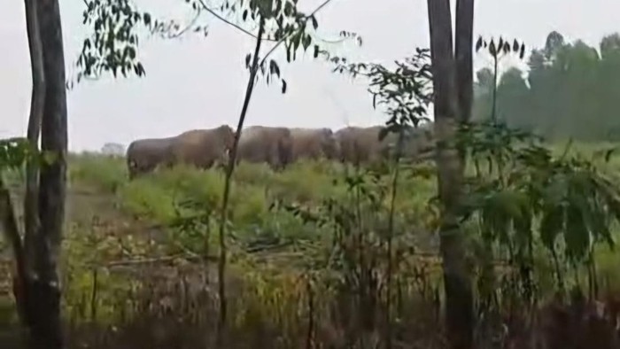 1769079968173-warga-desa-tri-anggun-jaya-melakukan-proses-penyisiran-terhadap-puluhan-gajah-liar-yang-masih-perkebunan-1768818798745_169