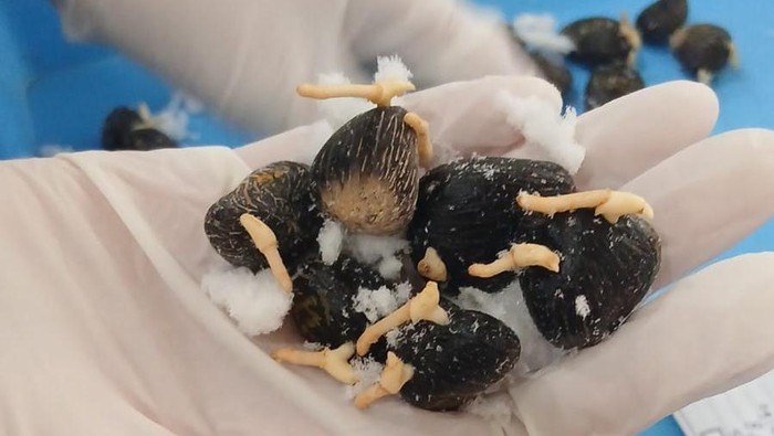 1769187973285-benih-sawit-yang-diperiksa-balai-karantina-sumsel-sebelum-diekspor-ke-peru-1769165311884_169