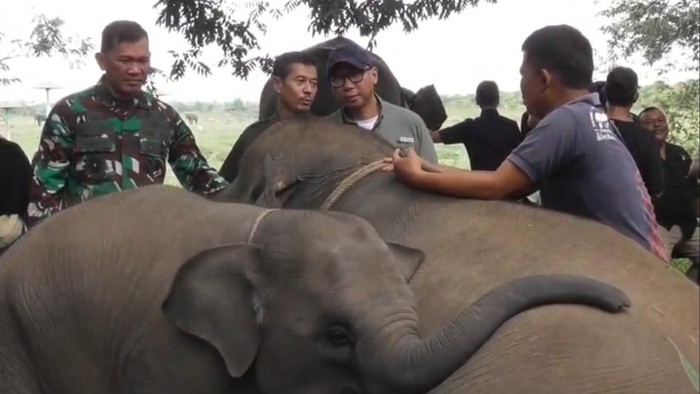 1769425556209-taman-nasional-way-kambas-tnwk-lampung-timur-1769405043230_169