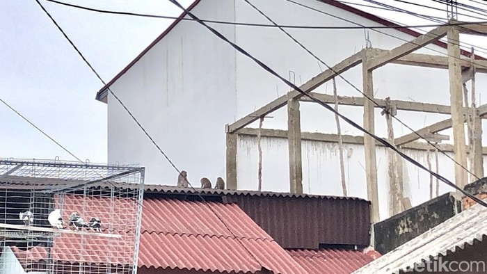 1769533576821-kawanan-monyet-liar-masuk-permukiman-warga-di-palembang-1769483204786_169