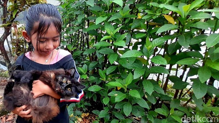 1769533589681-ilustrasi-pelihara-kucing_169