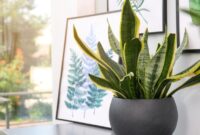 1769555105469-ilustrasi-tanaman-hias-lidah-mertua-atau-sansevieria_169